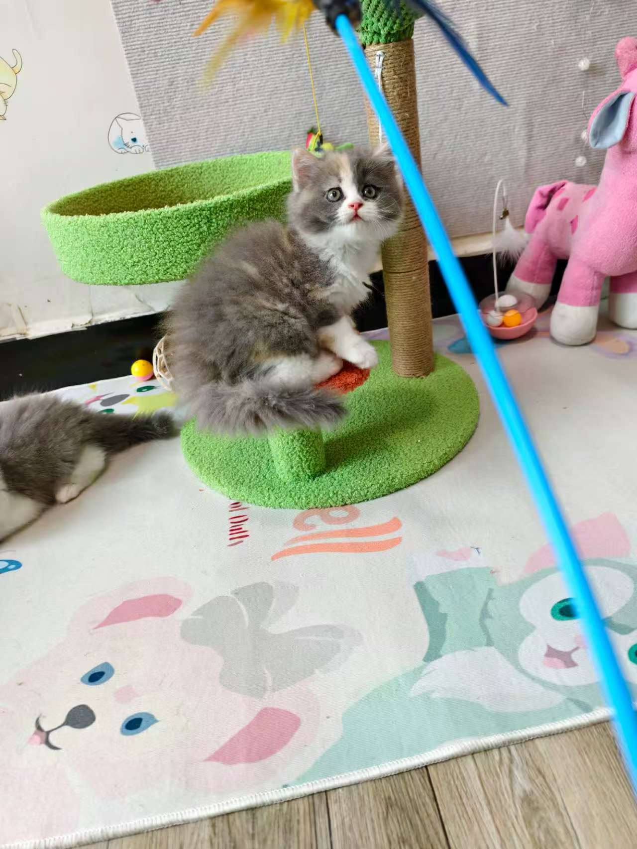 家养小猫咪 找有爱的家长